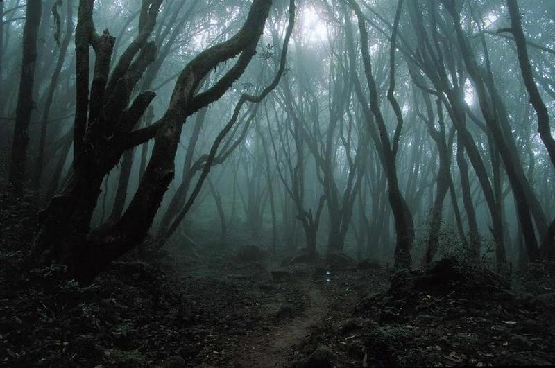 Лес. Dark_forest