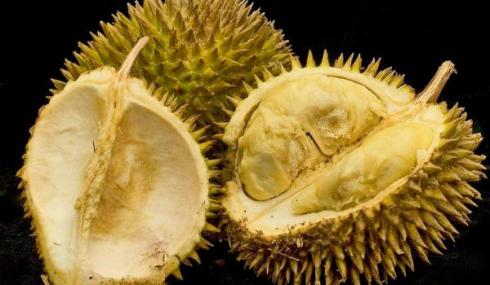 durian_main